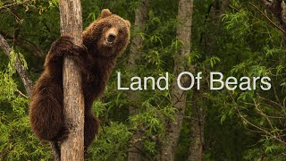 Land of Bears. Kamchatka. Wildlife HD video.