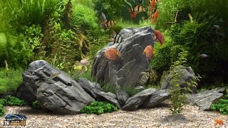 ★ Dream Aquarium ★ UHD Screensaver ★ 10 FishTanks ★ 60fps ★