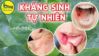 Tác dụng trị bệnh của lá bàng không phải ai cũng biết