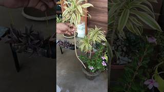 Plant cutting in rainy season #shorts #ytshortsindia #gardening #plants #nature #rain #garden