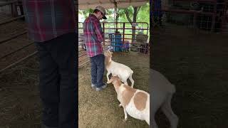 Goat Patting and Feeding