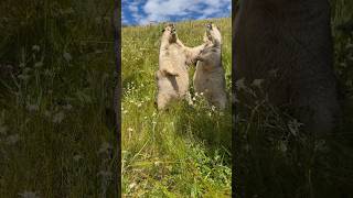 Three Chubby Himalayan Marmots#marmot #marmota #cuteanimals #cutemarmot #cutenessoverload #cute