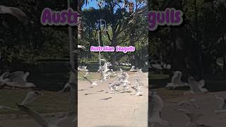 Australian Seagulls at Watson's Bay in Sydney #shorts