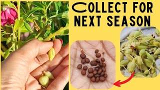 गुलमेंहदी के बीच कब और कैसे इकट्ठा करें | how to collect and store balsam seeds  #seeds #impatiens