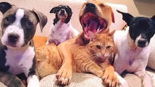 😺 Наша любимая сестрёнка! 🐕 Смешное видео с собаками, кошками и котятами! 😸