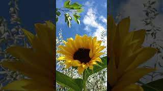 SUNFLOWER 🌻 & BEE 🐝 #music #song #musicnature #garden #explorethebeautyofnature #hiphop #sky #garden