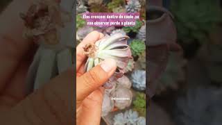 🐛🌸🚨suculentas com fungos ,ataque da lagartas em plantas #plantas #dicas #suculentas