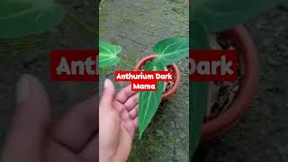 Anthurium Dark Mama #short #plants