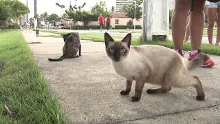 Balanço Geral SE_Gatos abandonados no Parque da Sementeira_com Marcia Cruz