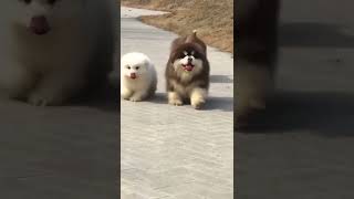 Cute dogs #shorts #cutedogs