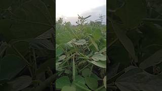 मूंग की फसल #farming #farmlife #farmer #viralvideo #trending #yuotubeshorts #yuotubeshortsvideo