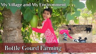 Bottle gourd farming in my village | My village tour