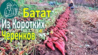 🍠 Выращивание батата из коротких черенков с посадкой без гребней на глине🌱 По технологии Гордеевых