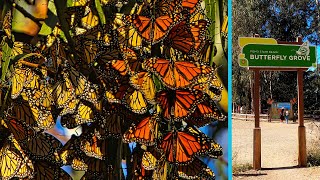 Pismo Beach Monarch Butterfly Grove