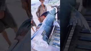 100 Kg Big Fish Chanab River