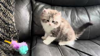 Huge RagaMuffin kitten loves to play and flop