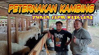 Peternak Muda Sukses kembangkan Kambing kawin silang