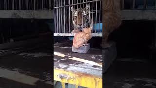 Tigers are afraid of cats