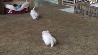 Westie Puppies Playing