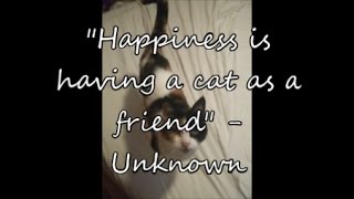 Happiness Project Week 15 & 16 - (14/04/17 - 23/04/17) | Friends and Cats