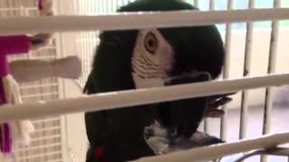 The Cutest Parrot in the World Eating Dannon Oikos Greek Yogurt