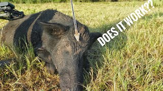 FLINT Broadhead VS  BIG Feral Hog!