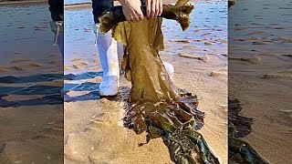 seaweed fishing #shorts SEAFOOD