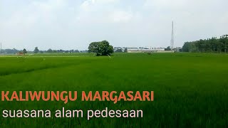 suasana kaliwungu margasari di pedesaan