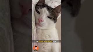 3 bí quyết giúp mèo yêu bạn hơn #shorts #tuitienpet #pets #cat