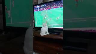 memes cats | funny videos cute cats