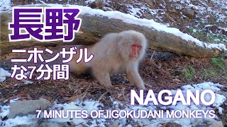 長野：ニホンザルな7分間　／　Nagano: 7 Minutes of Jigokudani Monkeys