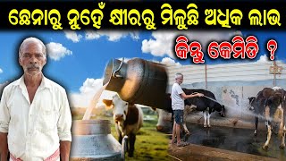 ଛେନାରୁ ନୁହେଁ କ୍ଷୀରରୁ ମିଳୁଛି ଅଧିକ ଲାଭ || How to Earn more profit from dairy farm.