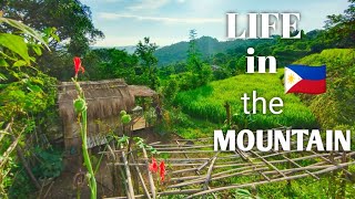 [ VIDEO COMPILATION] Daily Life in the Mountain, Cook simple Food, Harvesting, Gardening