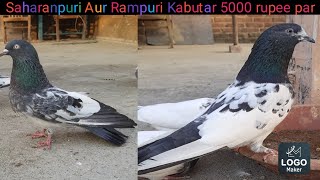 Rampuri Kabutar Aur Saharanpuri Kabutar 5000                                      Rupee par only