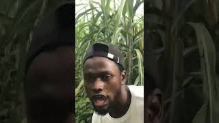 how i turn mad inside sugarcane farm #facts #africanpresident #adventuretravel