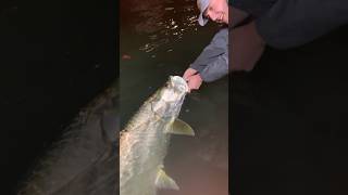 Perfect Miami tarpon #miamitarponfishing