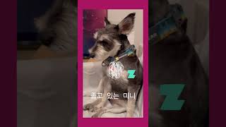 졸고 있는 미니 Minnie dozing off @MinnieKim-schnauzer