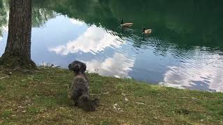 Alby barking at geese