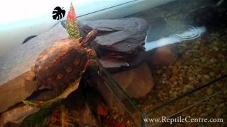 Painted Wood Turtles hunting down some Silent Brown Crickets