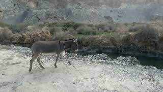 Wild Ass of Ladakh