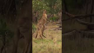 Man rescue 🛟 dog from a strong  kangaroo 🦘