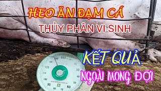 ĐẠM CÁ THỦY PHÂN NUÔI HEO|KẾT QUẢ NGOÀI MONG ĐỢI