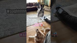 When You Can SEE His Howls 😮‍💨🤣 #shorts #dogs #huskylife #lol #doglife #humor #dogshorts #funny