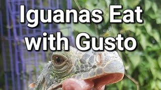 How Iguanas Eat With Gusto | Iguana Makan Dengan Lahap | Iguana Eat