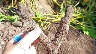 Coral Found At Bottle Digging, Bottle Digging UK