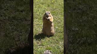 Chubby Himalayan Marmots Standing and Snacking on Delicious Treats!#marmot #cutemarmot #cuteanimals