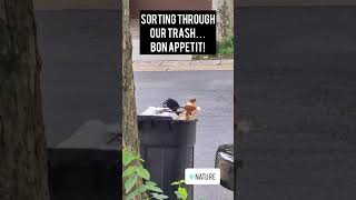 Clever Crow's Trash Treasure Hunt: Yummy Meal Discovery! #crow #corvids #trash #crows #omnivores