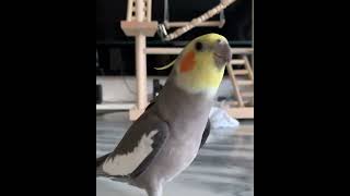 #funny #viralvideos #shorts #parrots #viralvideos #parrots (4)