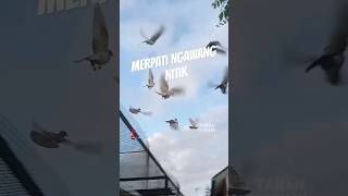 LAMBAIKAN TANGAN BIAR NGAWANG PAGI #pigeon #flying #bird #skybird #highflyer