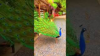 Colorful peacock so nice😍😍😍